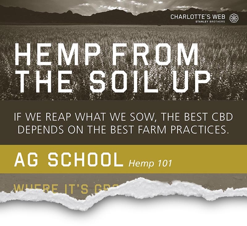 Why CBD? CW_infographic_1-final-crop | Savage Cabbage