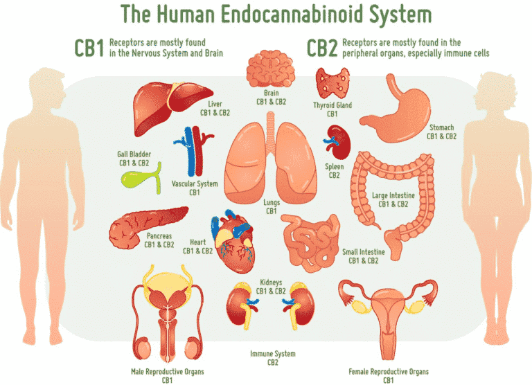 , The Human Endocannabinoid System